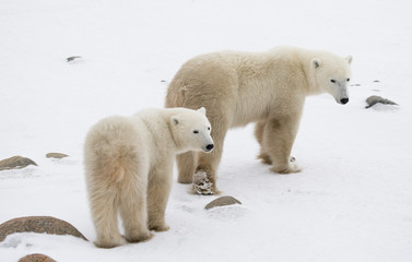 Obraz na płótnie Canvas A polar bear on the tundra. Snow. Canada. An excellent illustration