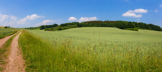 path through summer fields with red poppies and blue sky