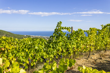Fototapeta na wymiar Vineyards of Alella, Spain on the Mediterranean Sea
