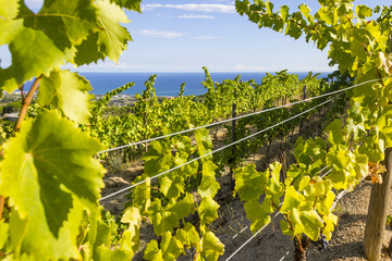 Vineyards of Alella, Spain on the Mediterranean Sea - obrazy, fototapety, plakaty