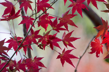 Red maple leaves tree ,Autumn in Japan