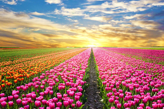 A magical landscape with sunrise over tulip field in the Netherl