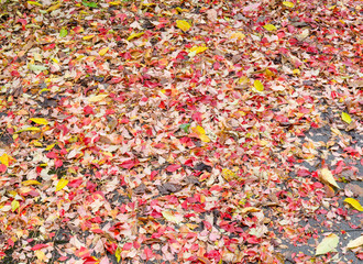 very large background of many fallen wet colorful autumn leaves on a gritty and grungy surface after rain