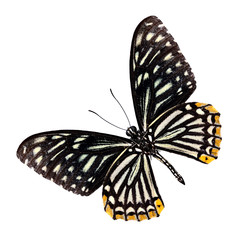 Close up of Lesser Zebra Butterfly lower wing in natural color p