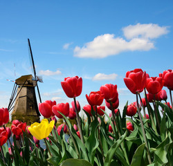 Obraz premium Wspaniały krajobraz wiatru młyńskiego i tulipanów w Holandii