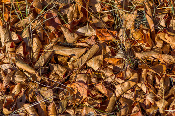 Background of autumn yellow leaves