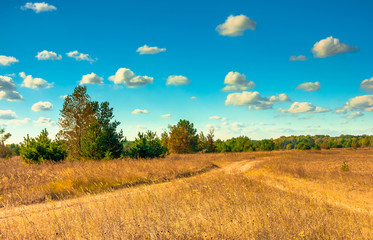 field road on dry meadow