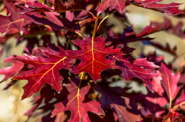 Beautiful red leaf in autumn background