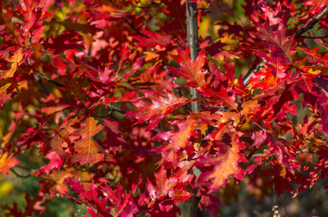 Beautiful red  leaves in autumn background