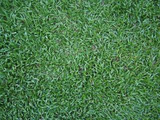 Grass Background