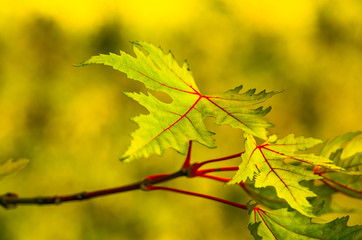 Beautiful yellow red  green leaf in autumn