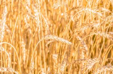 Ripe gold wheat