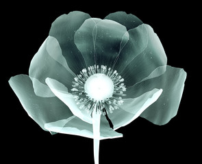 x-ray image of a flower isolated on black , the poppy