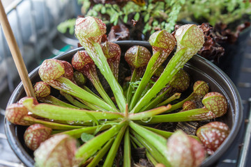 Sarracenia Psittacina