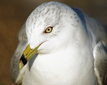 Close up of a beautiful Ring-Billed seagull with its distinctive beak and yellow eyes.  Head slightly tilted downwards 
