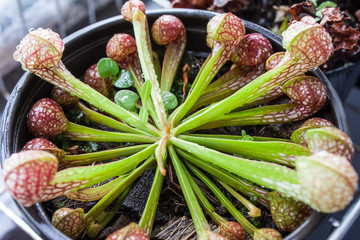 Sarracenia Psittacina