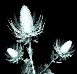 x-ray image of a flower isolated on black , the sea holly