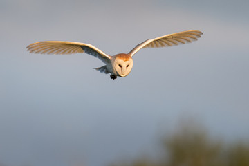 Barn Owl flying