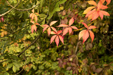 Autumn Fall Leaves Background