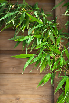 Growing green bamboo on wooden background