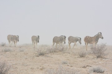 Fototapeta na wymiar Steppenzebras (Equus Quagga) im Sandsturm im Etosha Nationalpark. 
