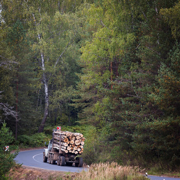 Transportation of logs of prepared on forest road
