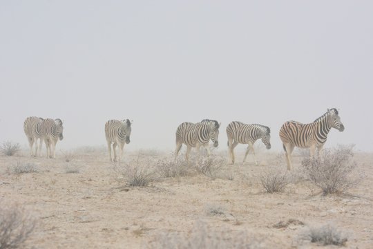 Steppenzebras (Equus Quagga) im Sandsturm im Etosha Nationalpark. 
