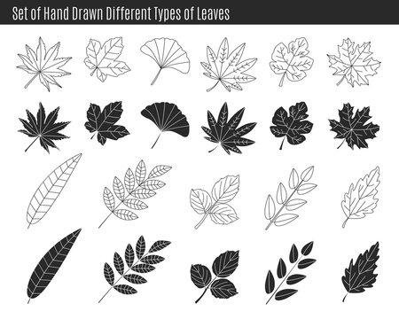 Set of hand drawn different types of leaves.