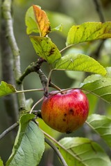 ripe apple on a tree branch