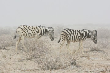 Fototapeta na wymiar Steppenzebras (Equus Quagga) im Sandsturm im Etosha Nationalpark. 