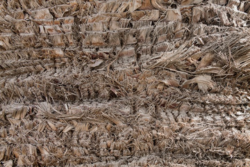 background with palm bark texture close up