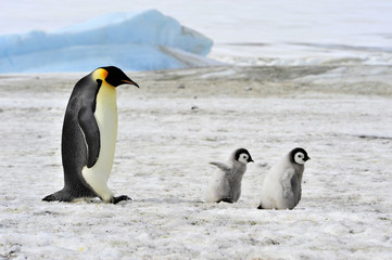 Obraz na płótnie Canvas Emperor Penguin with chick