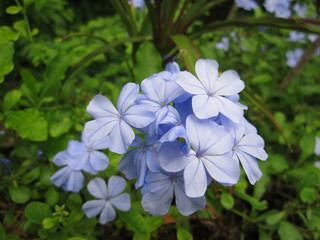 white plumbago