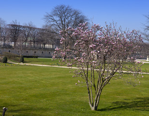 Tree with the first spring flowers in city park. Paris