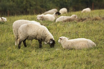 flock of sheep on pasture