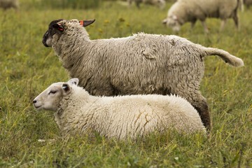 flock of sheep on pasture