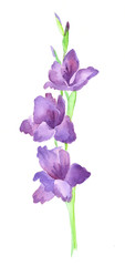 Branch of purple gladiolus/ branch of purple gladiolus flower watercolor painting by hand
