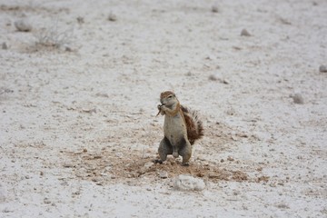 Fototapeta premium Kapborstenhörnchen (xerus inauris) im Etosha Nationalpark. 