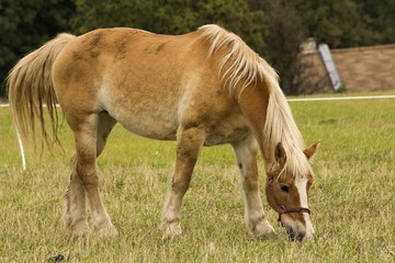 Naklejka na ściany i meble beautiful horse grazing on the meadow