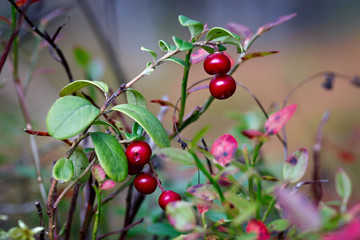 Ripe red cowberry bush branches