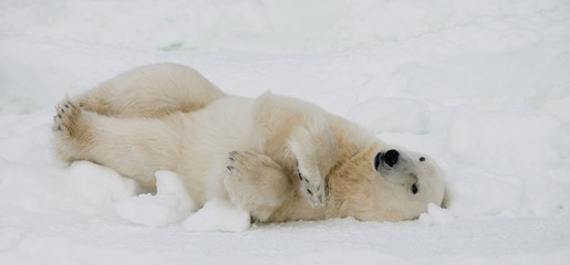 Obraz premium Polar bear lying in snow in the tundra. Canada. Churchill National Park. An excellent illustration.