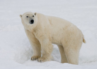 Fototapeta na wymiar A polar bear on the tundra. Snow. Canada. An excellent illustration