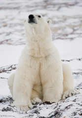 Plakat Polar bear sitting in the snow on the tundra. Canada. Churchill National Park. An excellent illustration.