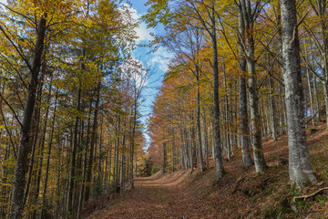 forêt des Vosges en automne
