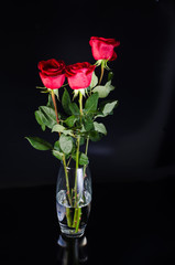 red roses isolated on black background with the green stems in a