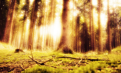 dream peaceful forest