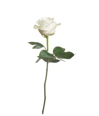 Fototapete Rosen single white rose  isolated  background