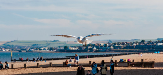Möve über Strand von Edinburgh, Nordsee © alexanderheyd