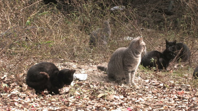 Cats in wild abandoned scared HD