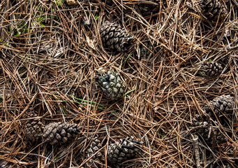 cones on dry pine needles